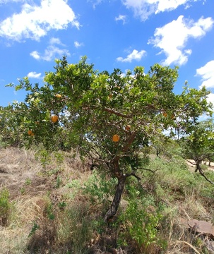 Sky Lodge, Hartbeespoort - Indigenous Wild Monkey Orange tree!